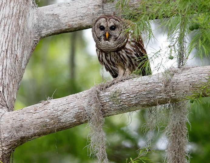 Сорная трава неясыть