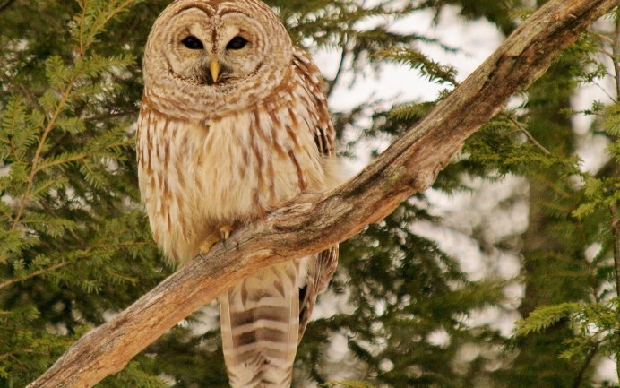 Пёстрая североамериканская неясыть