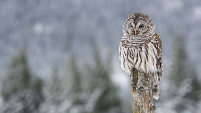 Длиннохвостая неясыть