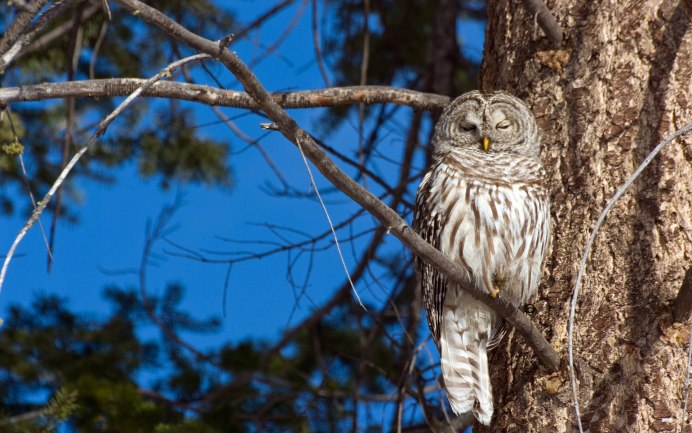 Неясыть Сова пятнистая