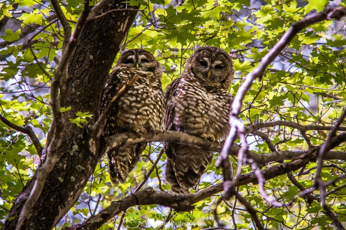Пёстрая неясыть