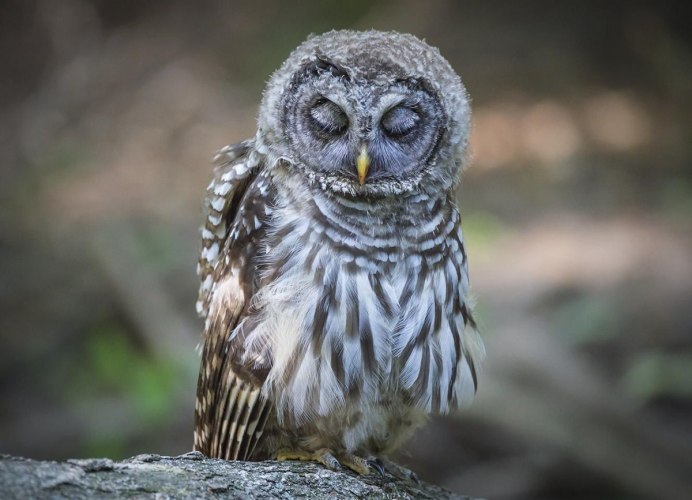 Серая неясыть гнездо