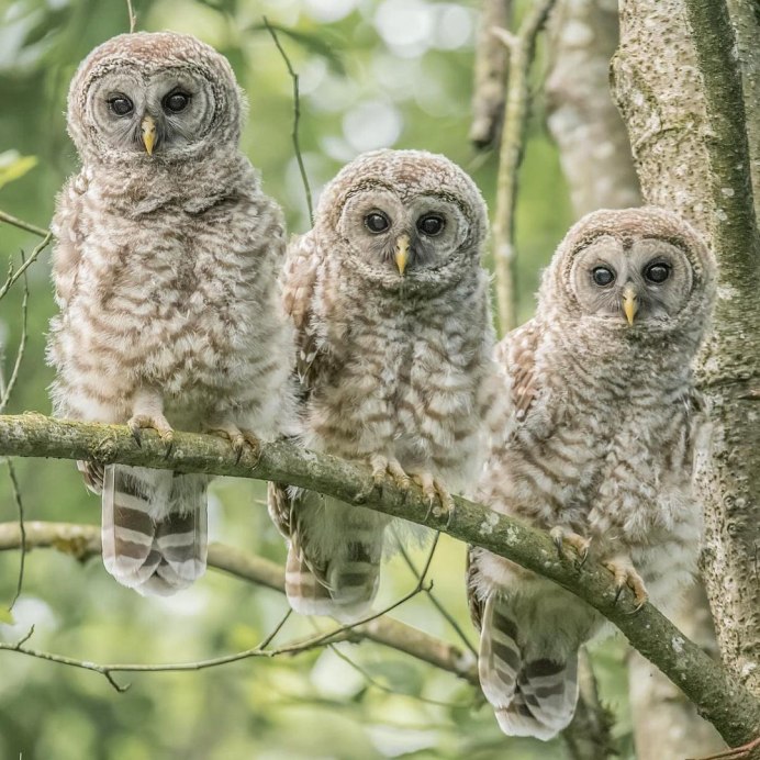 Сова неясыть птица