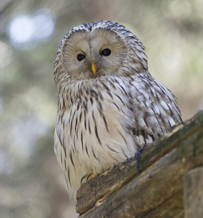 Barred Owl