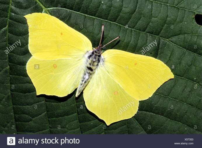 Gonepteryx rhamni