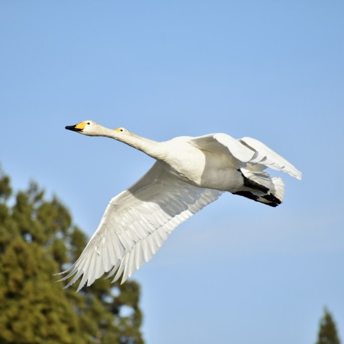 Гусь в полете
