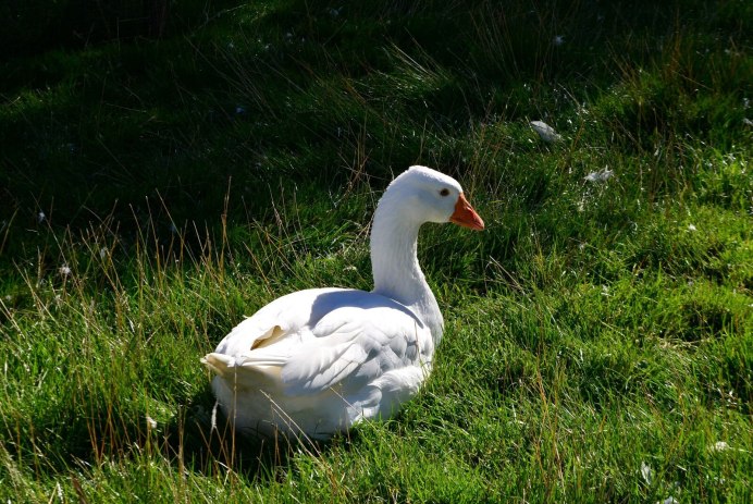 Дикий белый Гусь
