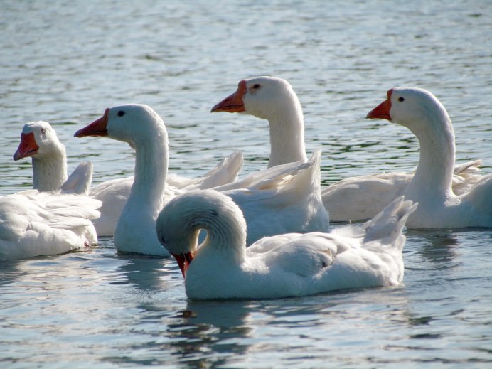 Гусь и гусыня