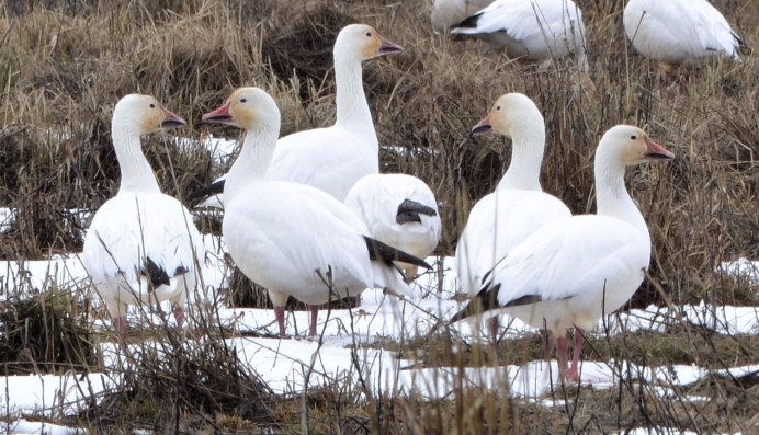 Белый Гусь остров Врангеля