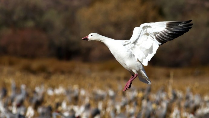 Дикий белый Гусь