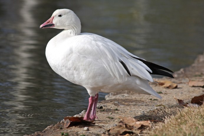 Белый Тундровый Гусь