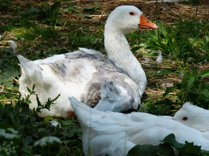Дикий белый Гусь