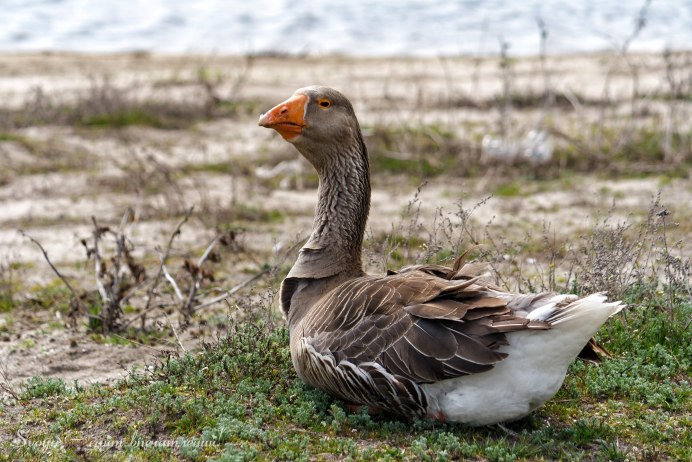 Белый Гусь птица