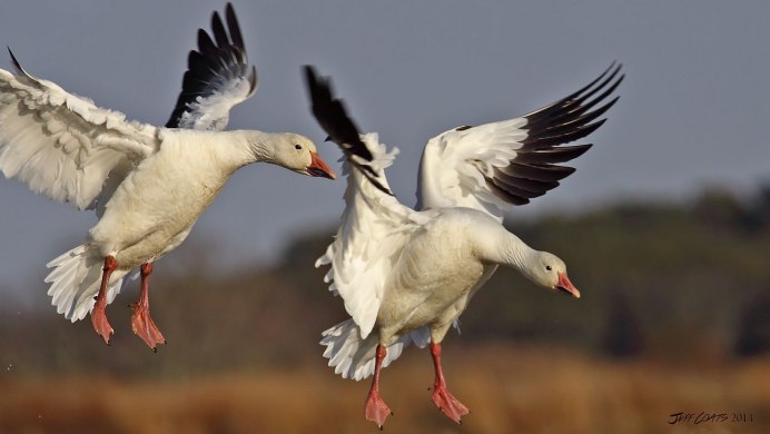 Дикий белый Гусь фото
