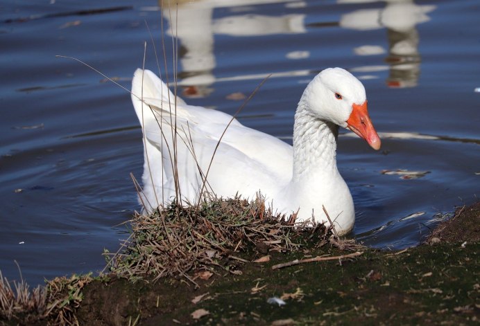 Белый Гусь остров Врангеля