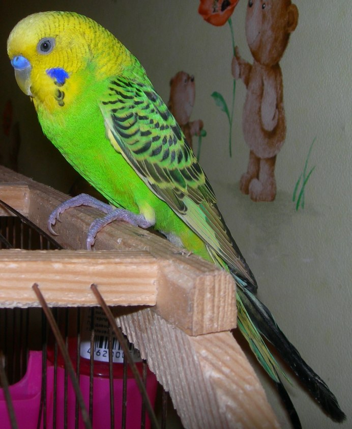 Черноклювики волнистые попугаи