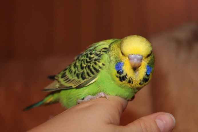 Волнистый попугай