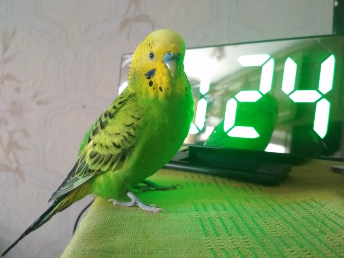 Желтый попугай волнистик