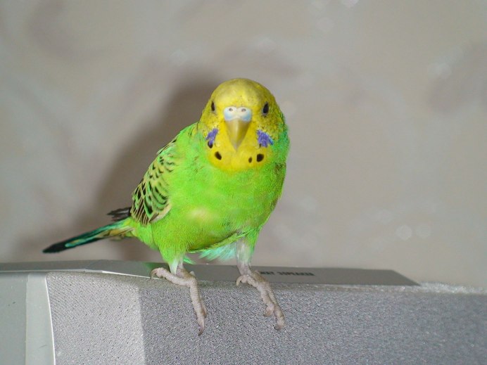 Оранжевый волнистый попугайчик