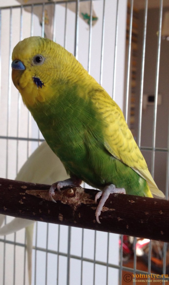Волнистый попугайчик желтый