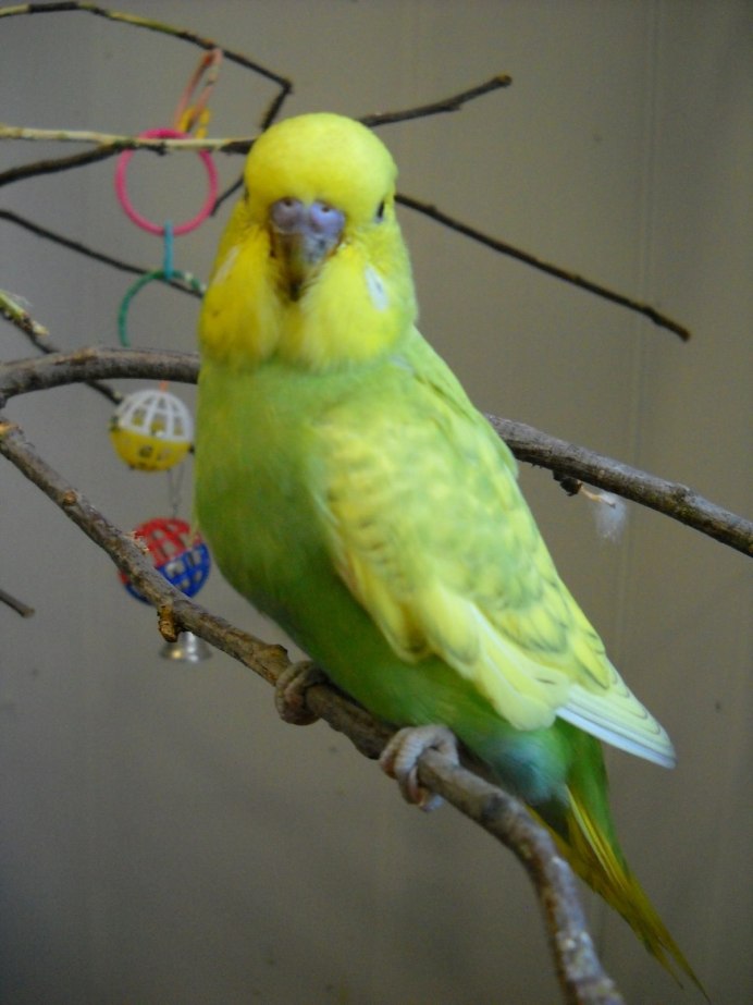 Попугайчик волнистик жёлтый