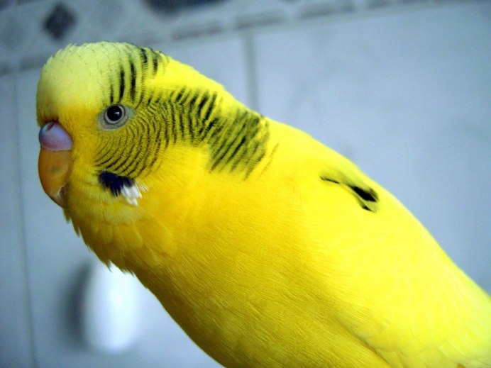 Волнистый попугайчик желтолицый