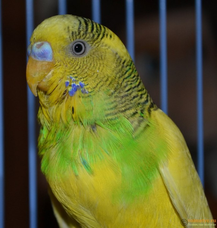 Волнистый попугайчик зеленый в клетке