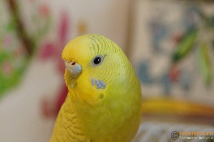 Волнистый попугай Фэзэр Дастер