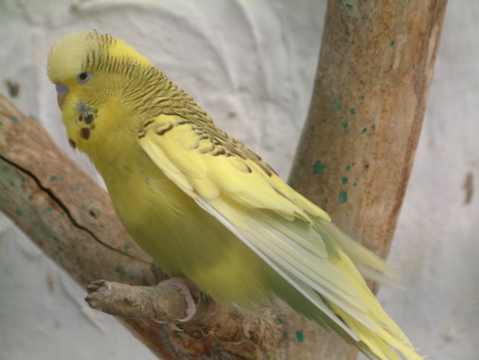 Волнистый попугай