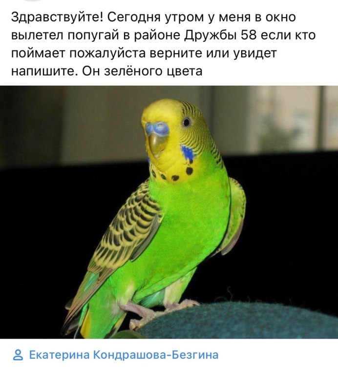 Волнистый попугайчик желтый