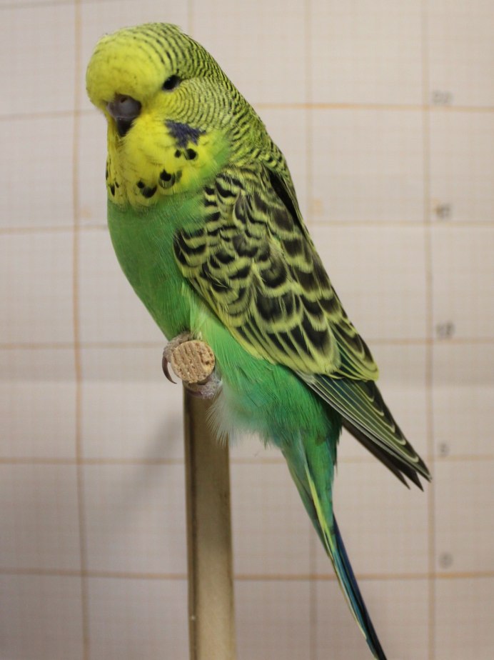 Желтый волнистый попугай мальчик