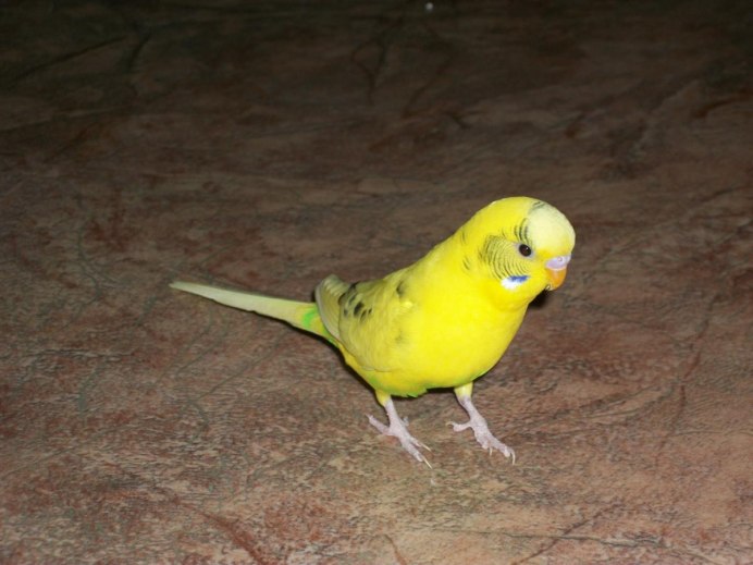 Волнистый попугай Budgie