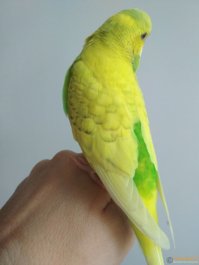 Волнистики голубые с желтым