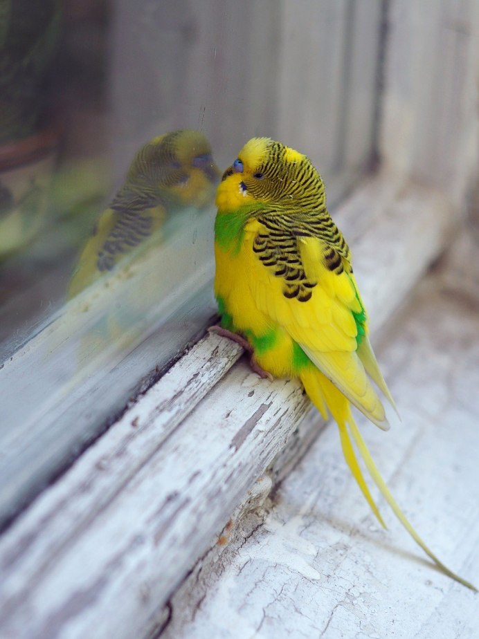 Желтый волнистик