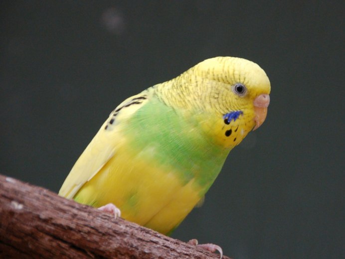 Волнистый попугайчик желто зеленый