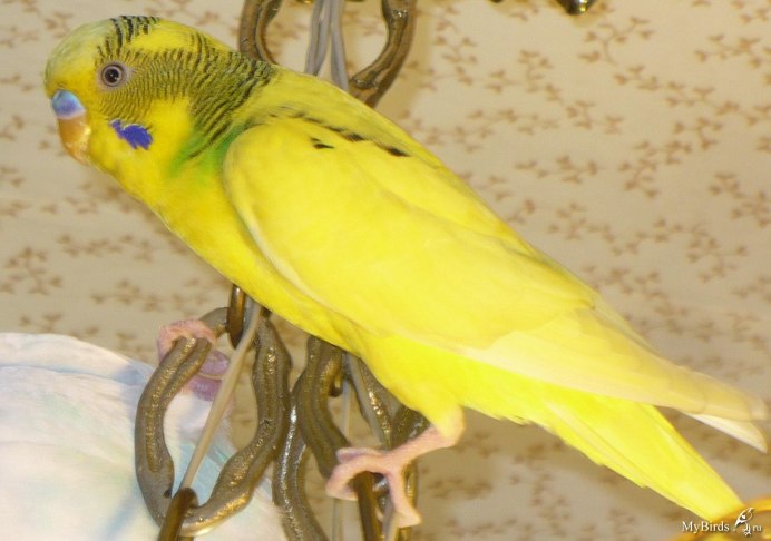 Волнистый попугайчик зеленый