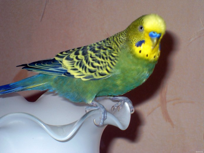 Волнистый попугай зеленый