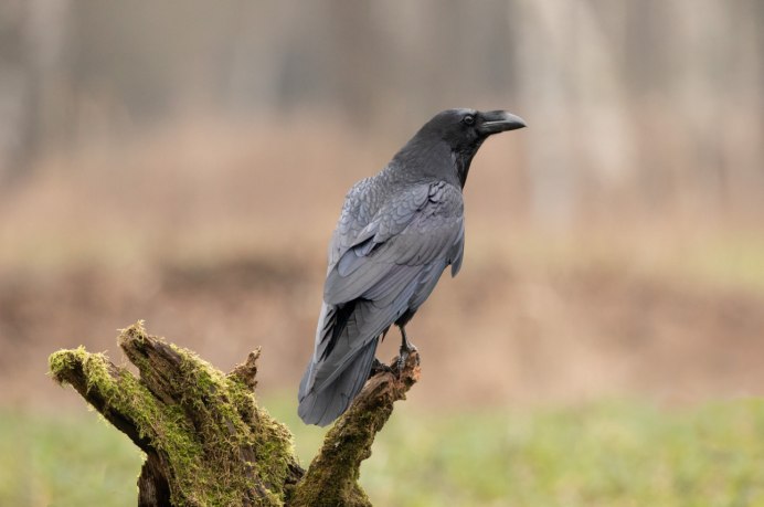 Ворона городская