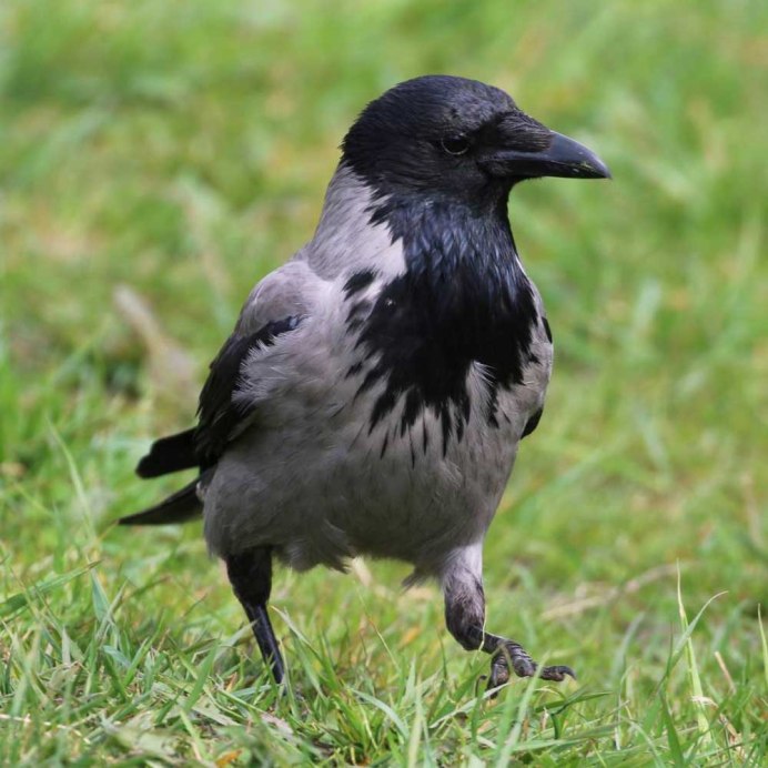 Серый ворон
