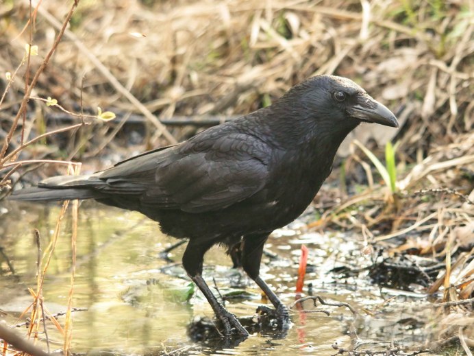 Домашняя серая ворона