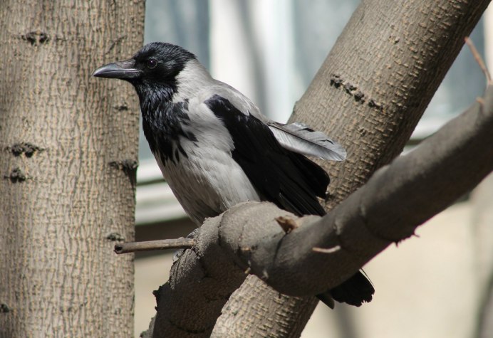 Белоклювый ворон