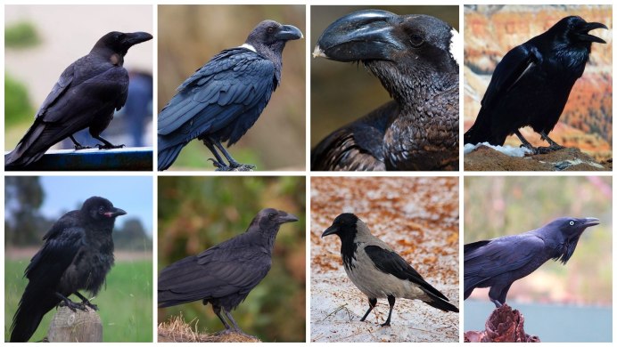 Серая ворона