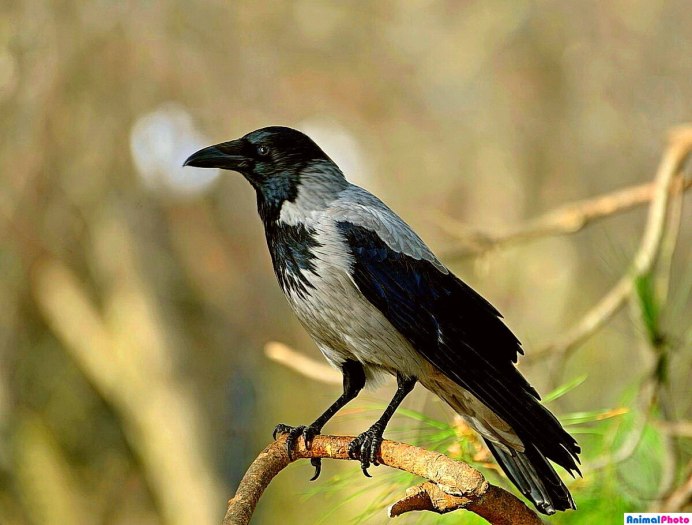 Серая ворона птица