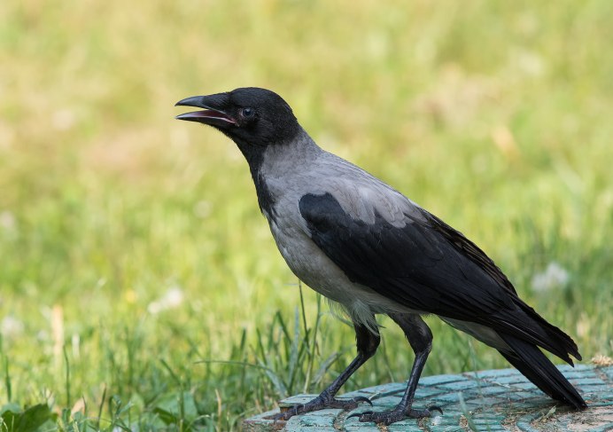 Белоклювый ворон