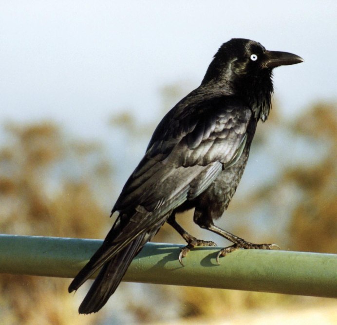 Ворона меланист