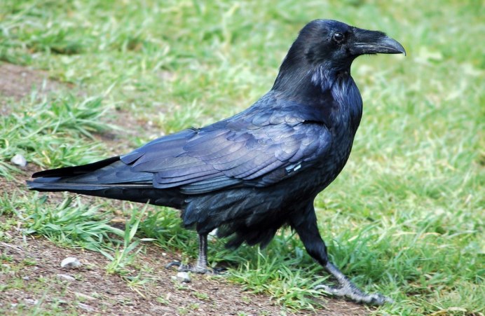 Ворона меланист