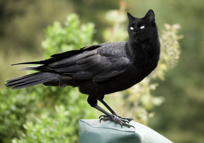 Бангайская ворона