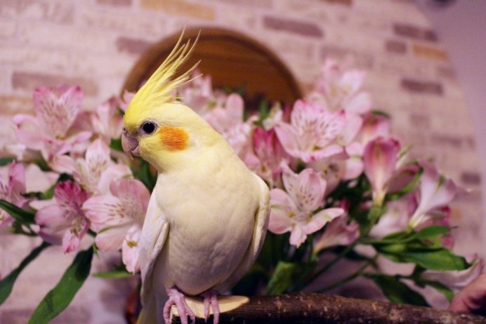 Корелла лютино