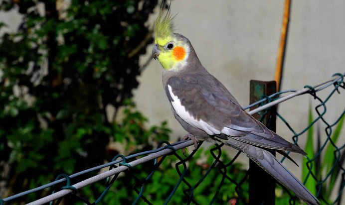 Корелла Cockatiel