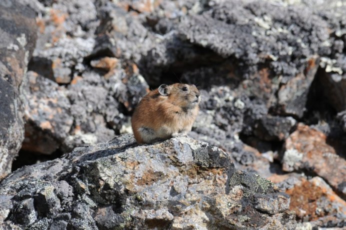 Уральская Северная пищуха